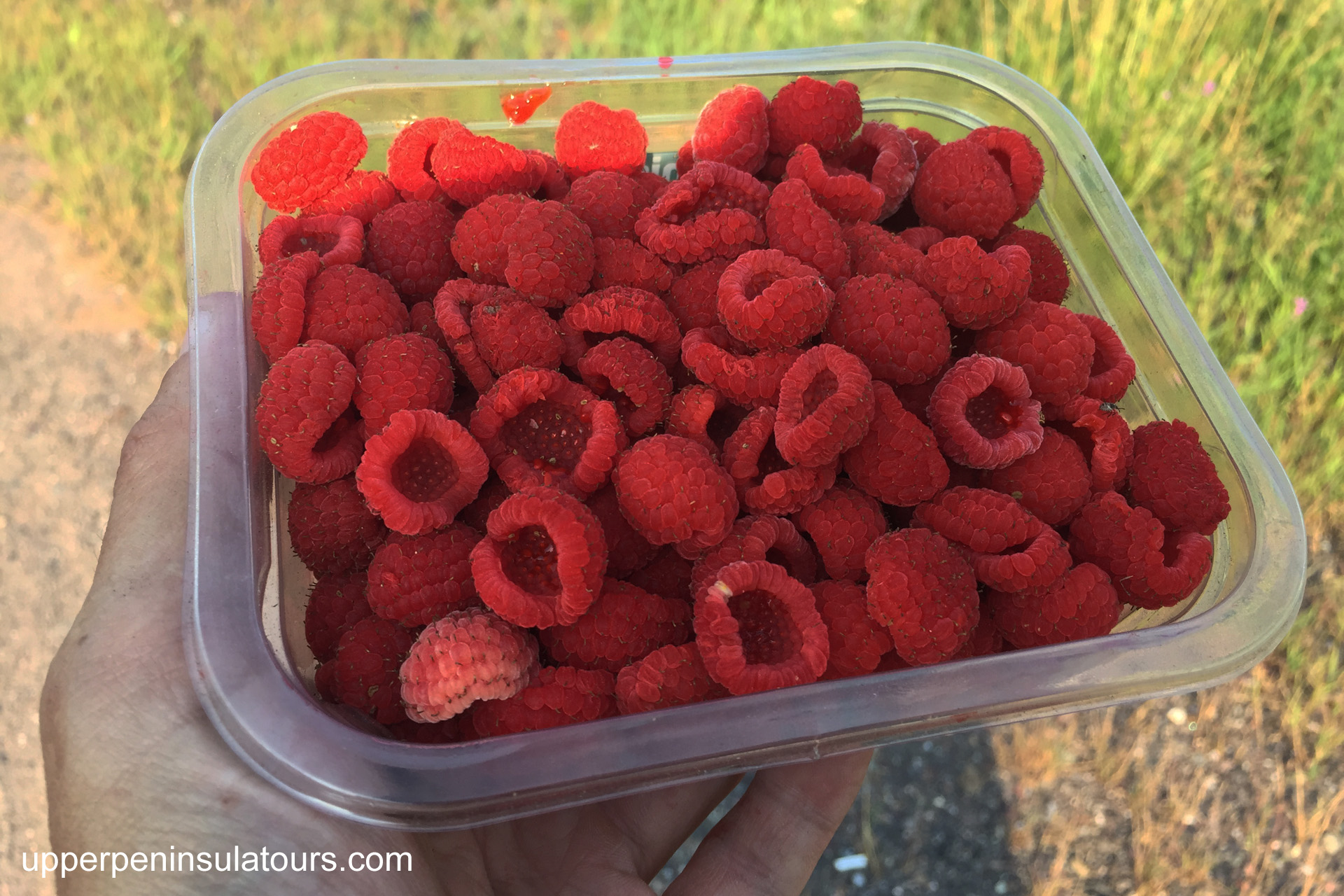 berry picking tours, thimbleberries, raspberries, blueberries